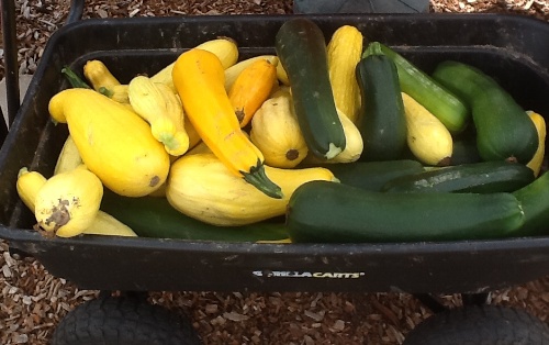 Squash harvested from the garden at  Mount Morris Church of the Brethren. Photo by Carol Erickson